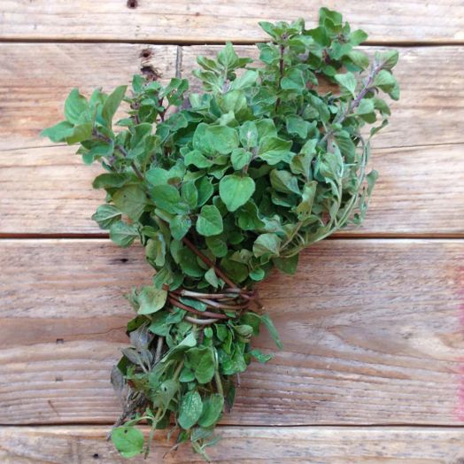 Семена за гръцки риган Piccolo