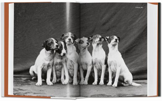 The Dog in Photography 1839-Today