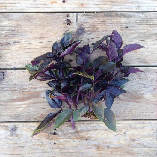 Семена за босилек Red Rubin Piccolo