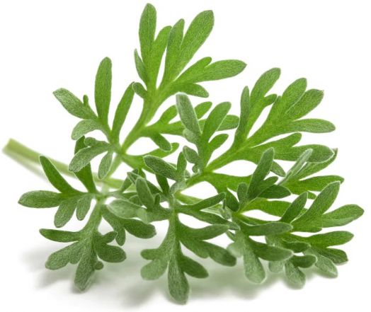 Семена за ликьорни билки Piccolo, 3 вида