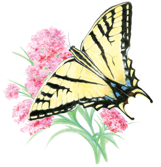 Комплект за лесно рисуване с цветни моливи Royal & Langnickel - Пеперуди, 4 картини