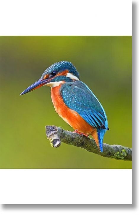 Зоология за всеки