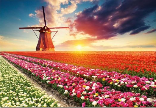 Пъзел Educa: Пейзаж с лалета, 1500 части