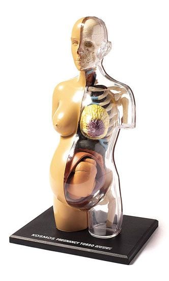 Конструирай модел Thames & Kosmos: Анатомия на човешка бременност