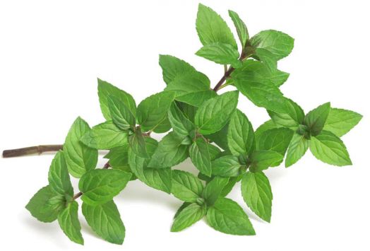 Семена за мента Piccolo