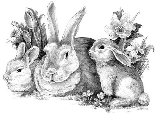 Комплект за лесно рисуване с моливи Royal & Langnickel - Зайци, графика с размер 39 х 29 см.