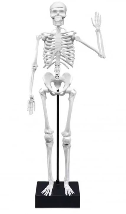 Научен комплект Buki - Направи си сам - Скелет