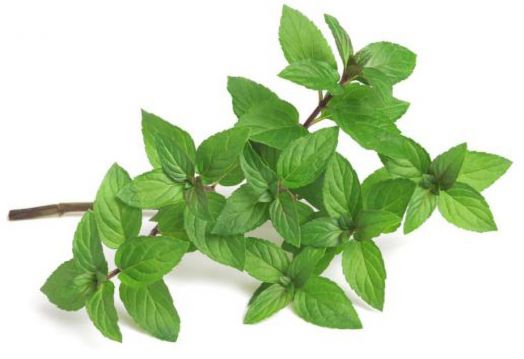 Семена за билкови чайове Piccolo, 3 вида