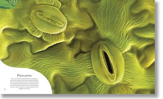 The Secret World of Plants