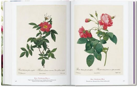 Redoute: The Book of Flowers, 40th Edition
