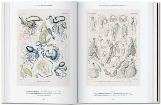 The Art and Science of Ernst Haeckel, 40th Edition