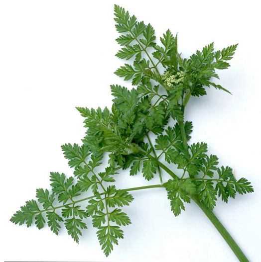 Семена за ликьорни билки Piccolo, 3 вида