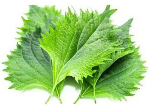 Семена за коктейлни билки Piccolo, 3 вида