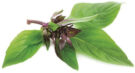 Семена за босилек Thai Piccolo