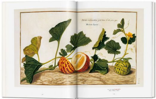 A Garden Eden. Masterpieces of Botanical Illustration