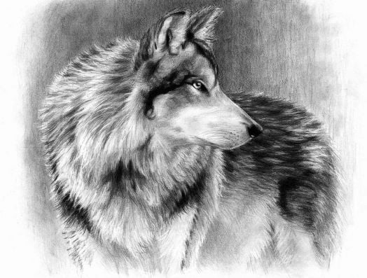 Комплект за лесно рисуване с моливи Royal & Langnickel - Вълк, графика