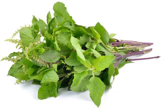 Семена за босилек Holy Green Piccolo