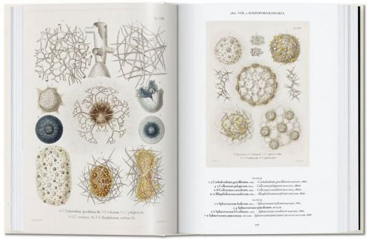 The Art and Science of Ernst Haeckel, 40th Edition