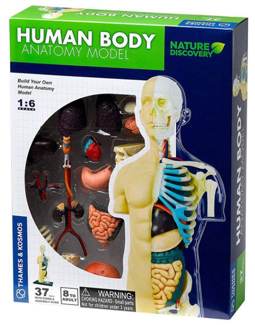 Конструирай модел на човешкото тяло Thames & Kosmos