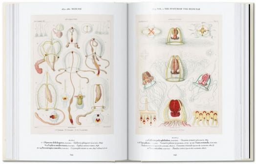 The Art and Science of Ernst Haeckel, 40th Edition