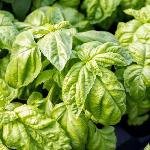 Семена за босилек Bolloso Napoletano Piccolo