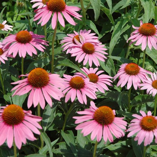 Семена за птици Piccolo, 3 вида