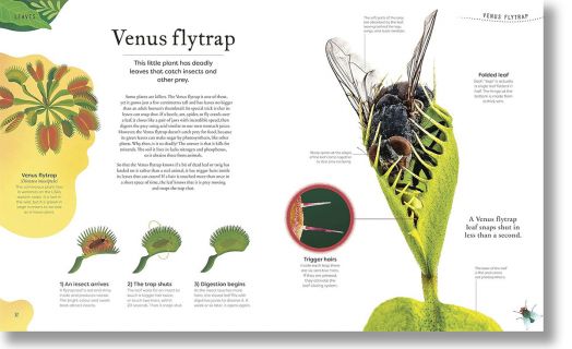 The Secret World of Plants