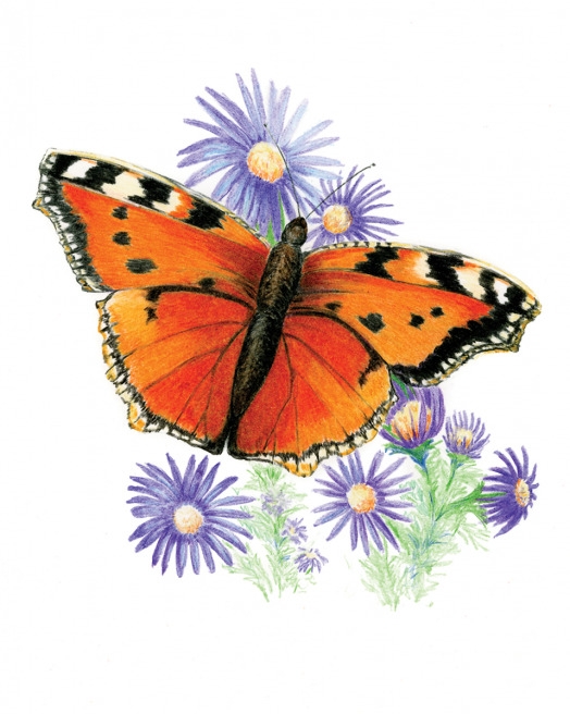 Комплект за лесно рисуване с цветни моливи Royal & Langnickel - Пеперуди, 4 картини