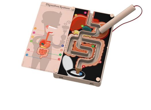 Детска лаборатория 4M - Храносмилателна система чрез звънчева инсталация