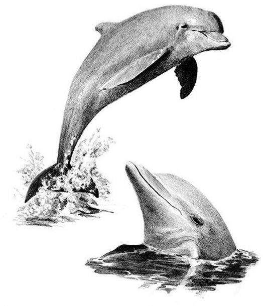 Комплект за лесно рисуване с моливи Royal & Langnickel - Делфини, графика с размер 23 х 30 см.