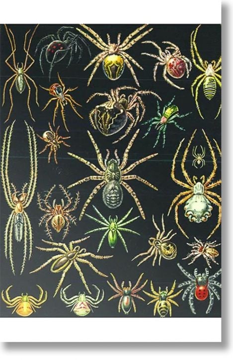 Зоология за всеки