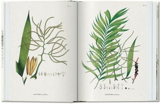 Martius. The Book of Palms. 40th Ed.