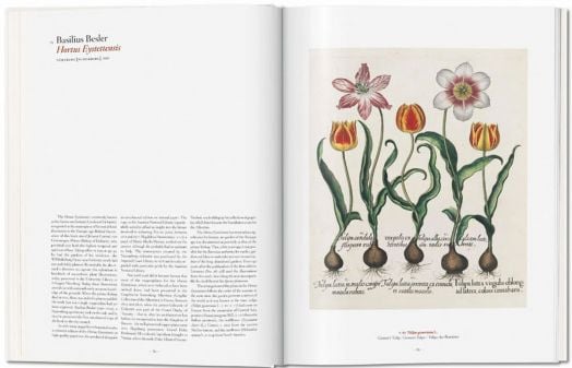 A Garden Eden. Masterpieces of Botanical Illustration