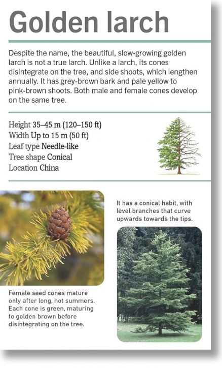 Our World in Pictures: Trees Flash Cards