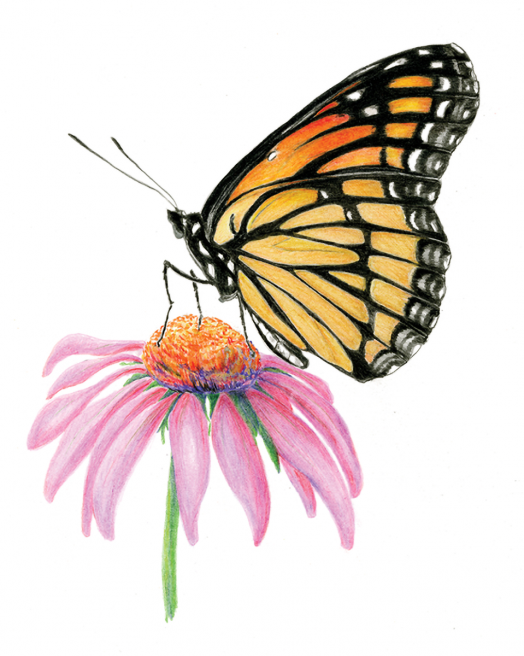 Комплект за лесно рисуване с цветни моливи Royal & Langnickel - Пеперуди, 4 картини