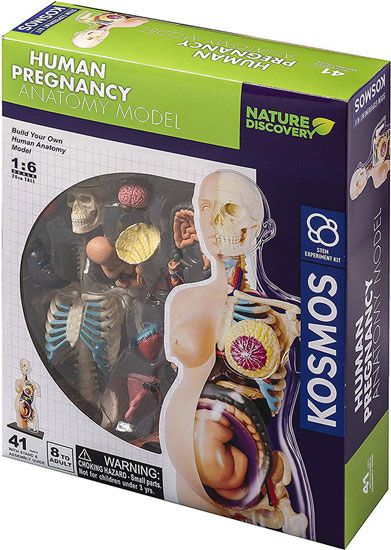 Конструирай модел Thames & Kosmos: Анатомия на човешка бременност