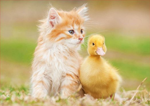 Пъзел Educa: Възхитителни приятели, 500 части