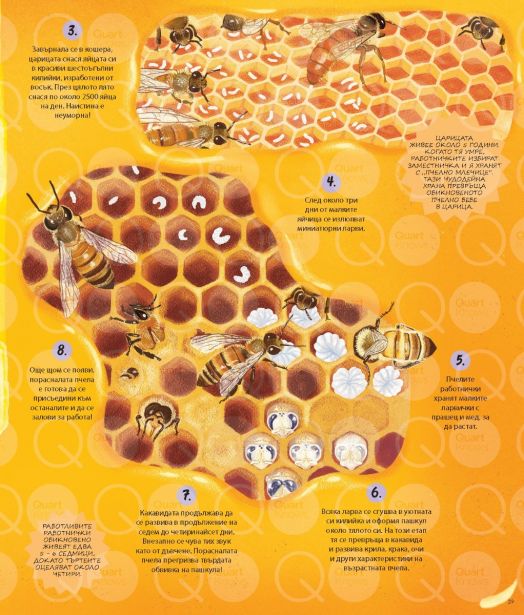 Вечният кръговрат на Майката Природа. 48 истории за жизнени цикли от цял свят