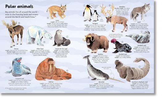Big Book of Big Animals
