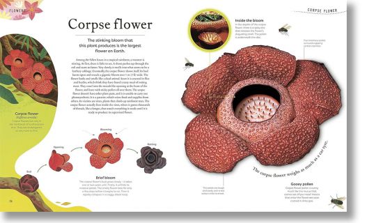 The Secret World of Plants