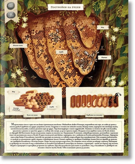 Как строят животните?