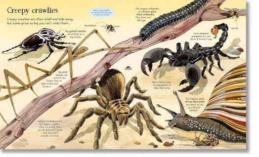 Big Book of Big Animals