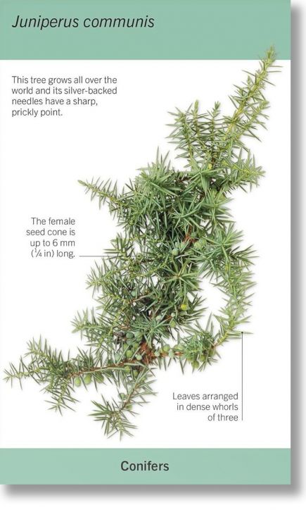 Our World in Pictures: Trees Flash Cards