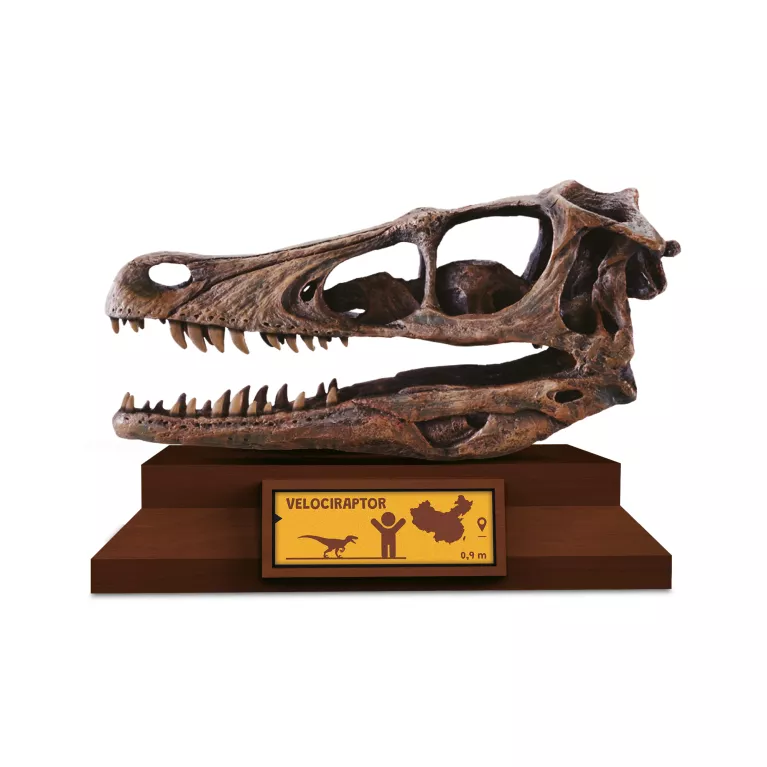 Lovci lebek - Velociraptor