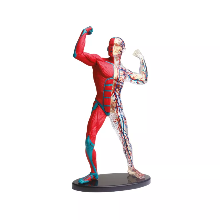 Lidské tělo - Objevuj svět!