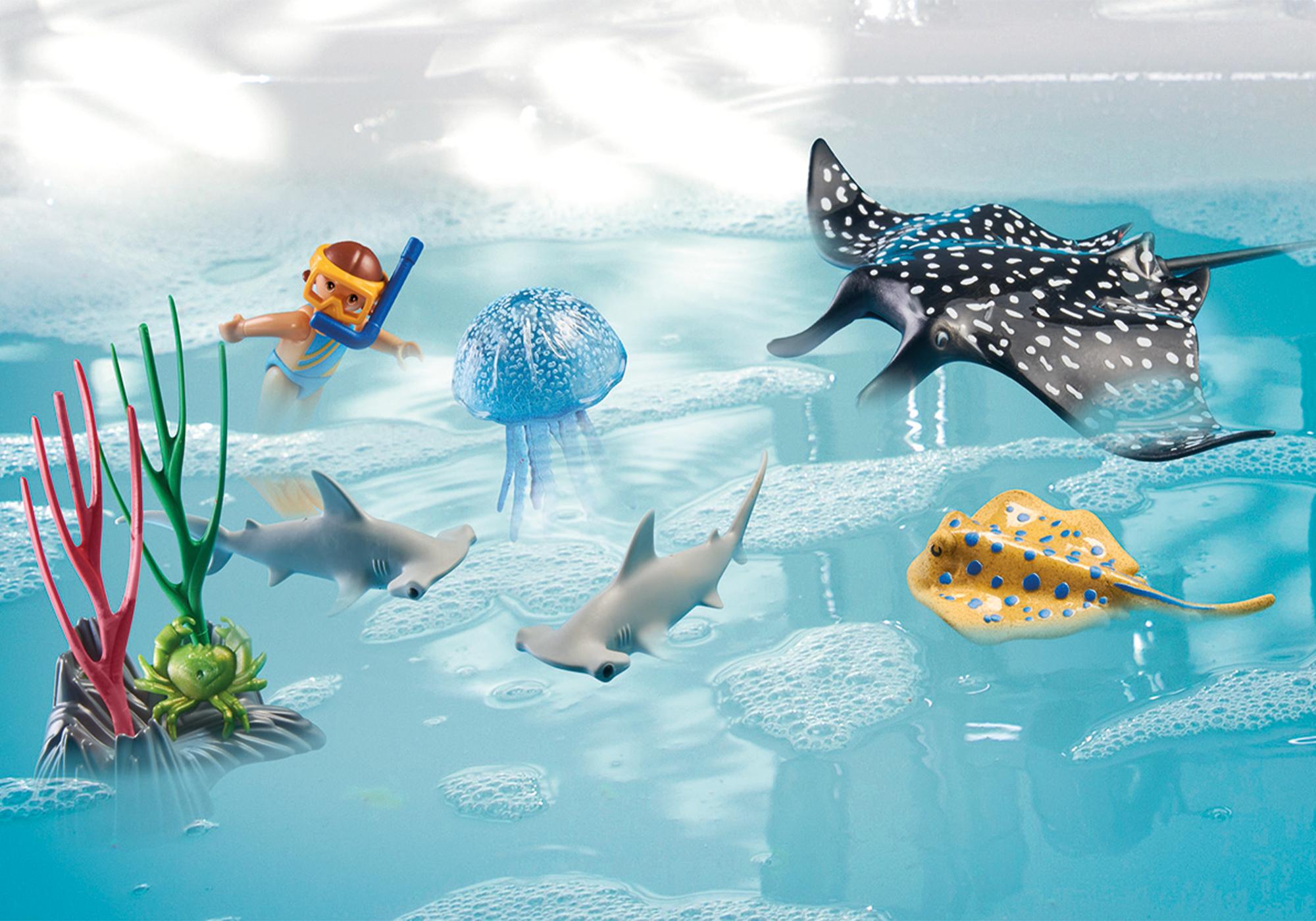 Korallenriff Plattform