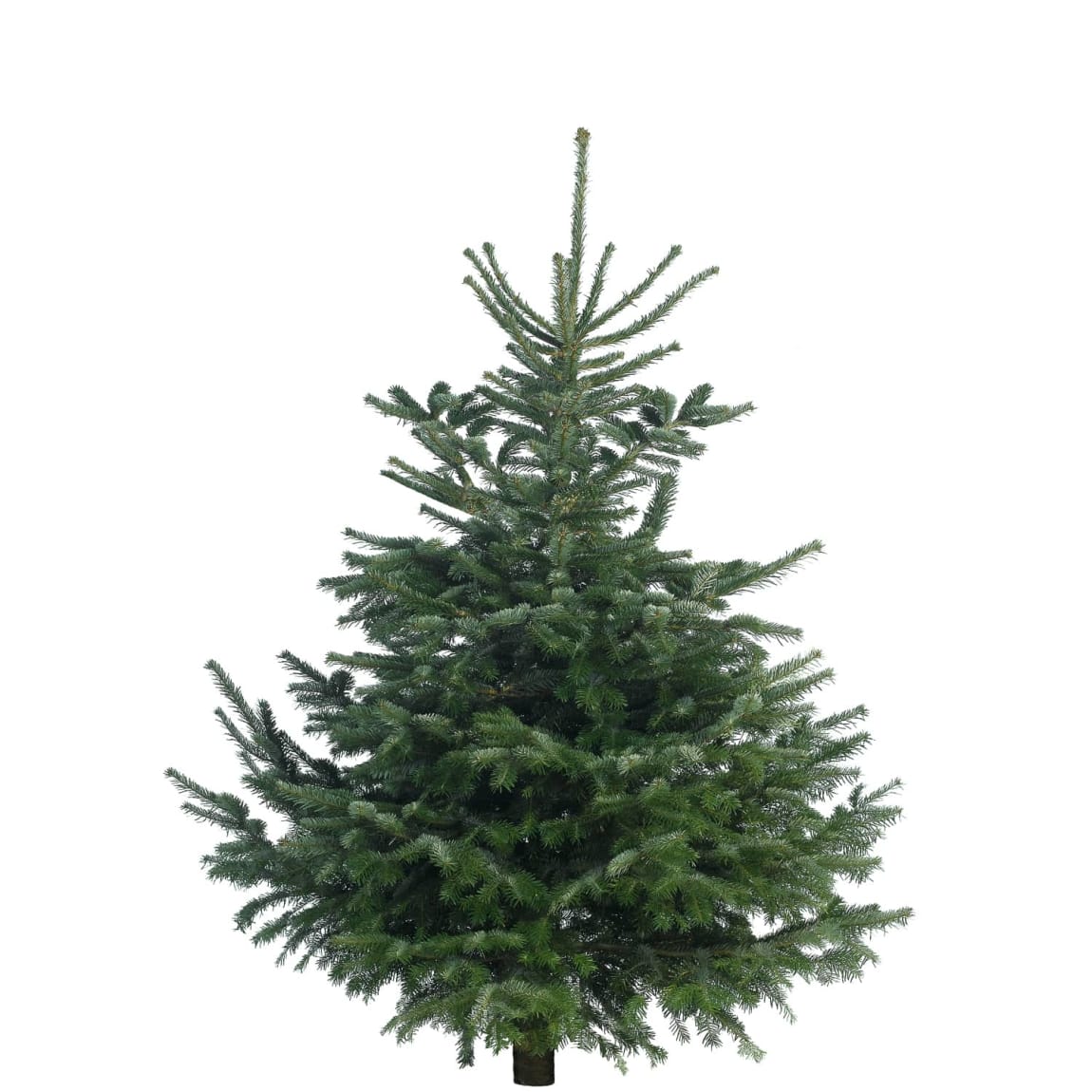 Nordman Fir Real Christmas Tree 180-210cm