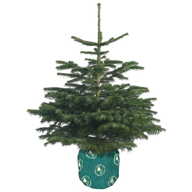 Pot Grown Nordman Fir Real Christmas Tree 90-120cm