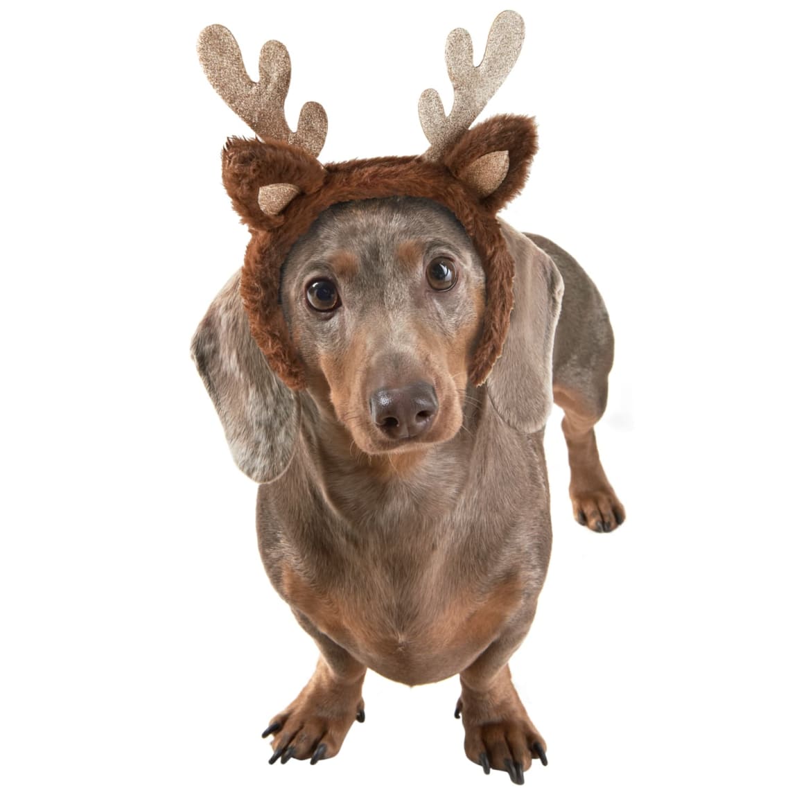 Winter Paws Pet Headband - Reindeer