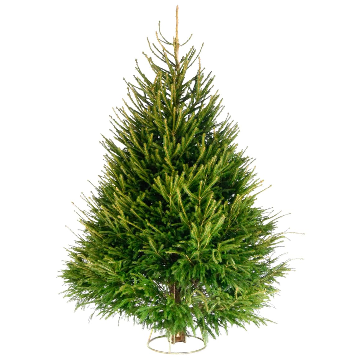 Norway Spruce Real Christmas Tree 150 - 180cm